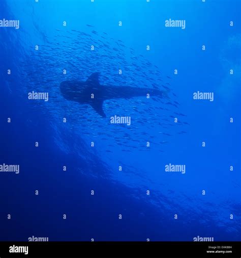 Whale shark silhouette hi-res stock photography and images - Alamy