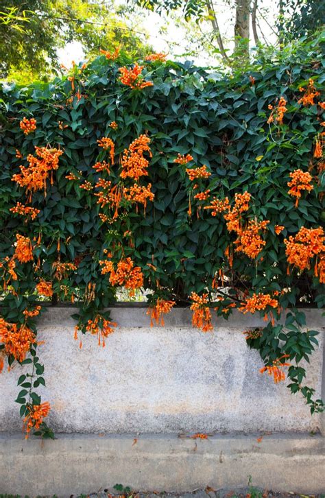 orange flowers growing on the side of a cement wall