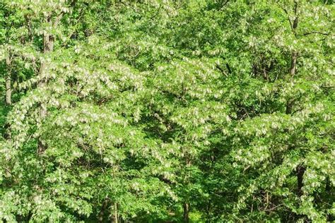 The Best Species for Coppice Forestry - The Permaculture Research Institute