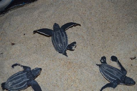 Trinidad: Leatherback Turtle Migration Observation in Trinidad and Tobago