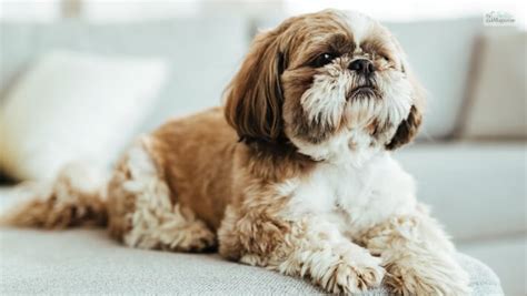 Grooming Tips for the Long-Haired Maltese Shih Tzu