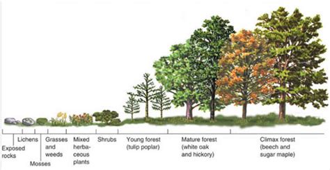 ecological succession Flashcards | Quizlet