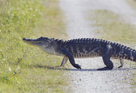 8 Things To Know Before Driving Alligator Alley In Florida - Florida Trippers