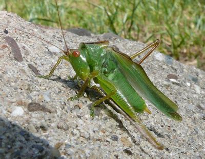 Ohio Birds and Biodiversity: Singing insects