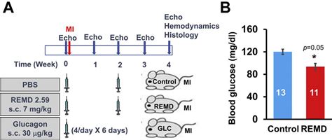 Glucagon and Glucagon Receptor Antagonism in Myocardial Infarction ...