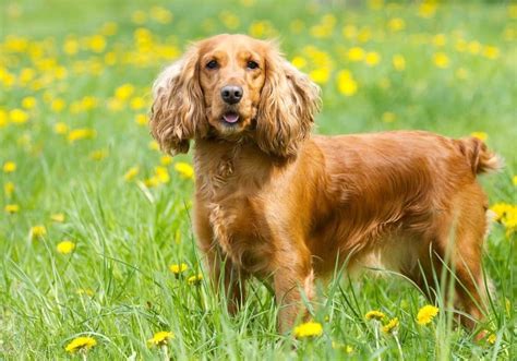 English Cocker Spaniel - A-Z Animals