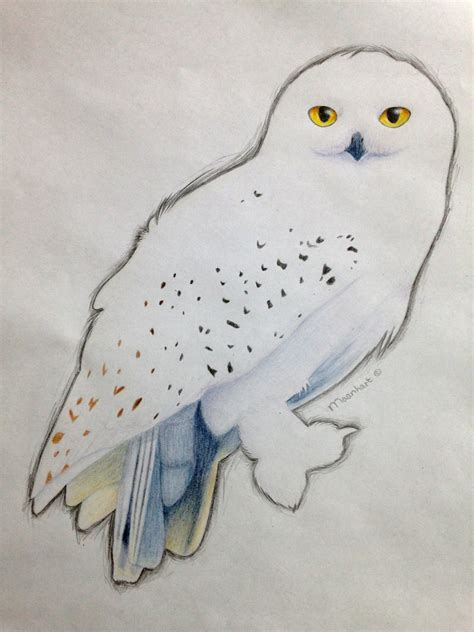 Hedwig by Maanhart on DeviantArt