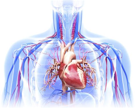 The Anatomy of the Heart