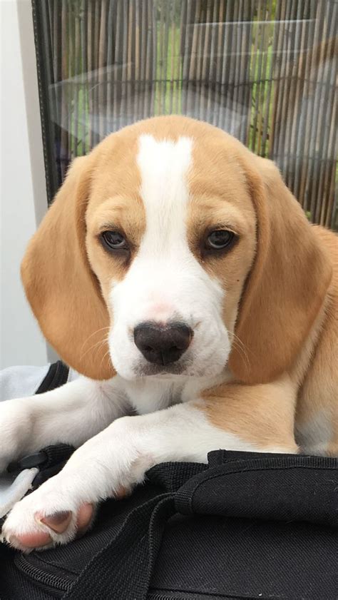 My baby! Lemon beagle. ️ | Lemon beagle, Beagle, Corgi