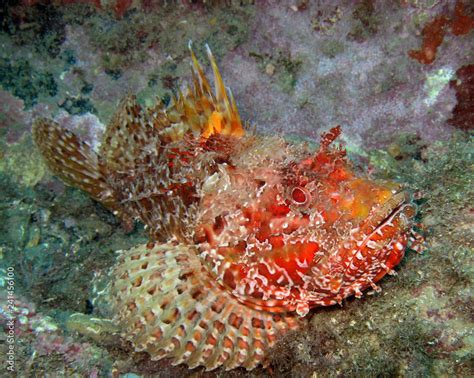 Scorpaenidae (also known as the scorpionfish) are a family of mostly ...