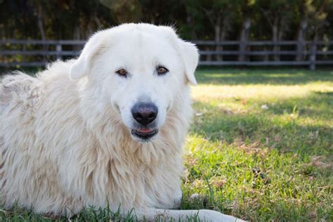 8 Calm Dog Breeds