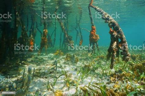 Mangrove Tree Roots Underwater Caribbean Sea Stock Photo - Download Image Now - Aquatic Organism ...