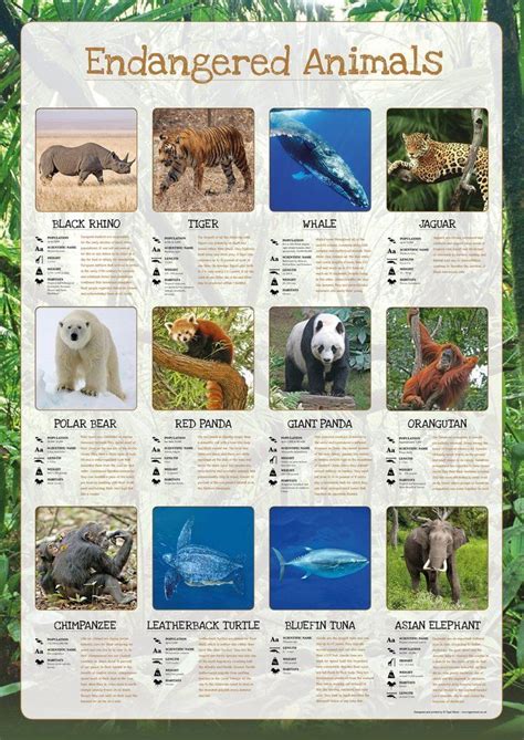 Endangered Animals Facts, Endangered Species Activities, Endangered Species Project, Extinct ...