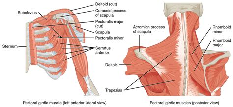 Extrinsic Back Muscles – Anatomy Online | Medical Library