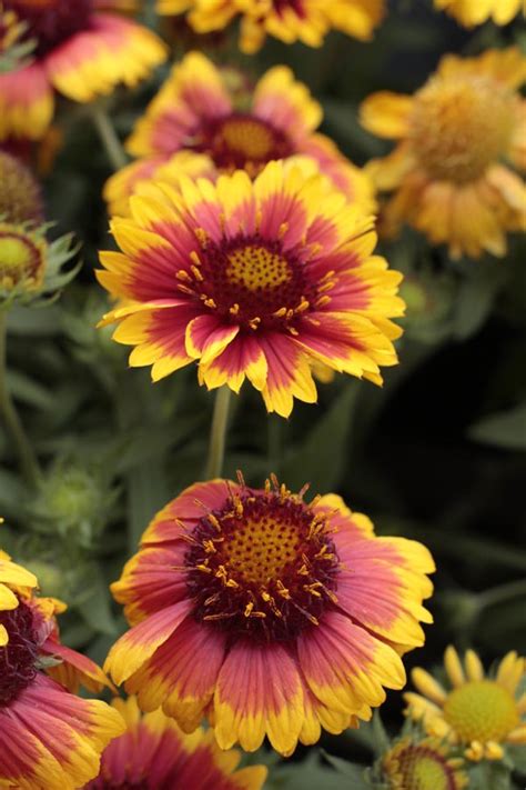 Gaillardia - Mesa Bicolor Blanket Flower - Sugar Creek Gardens