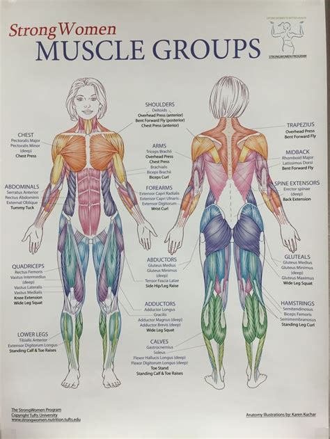 #Groups #Muscles Muscles groups | Human muscle anatomy, Human body ...