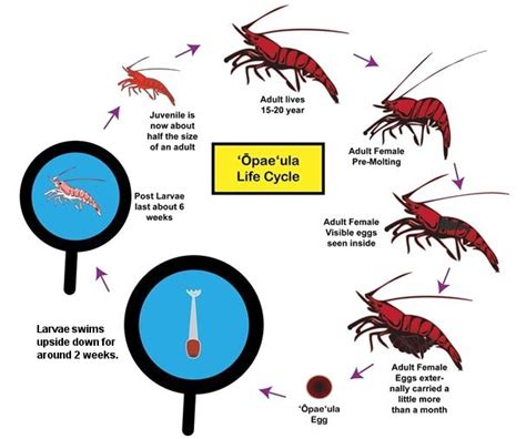 Brine Shrimp Life Cycle Stages