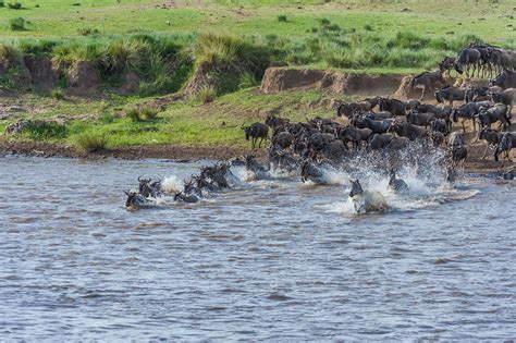 Wildebeest Crossing River - Stock Image - C040/2104 - Science Photo Library