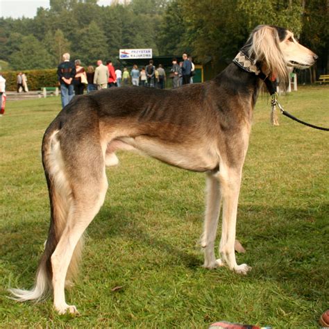 Saluki Dog Info, Temperament, Puppies, Pictures