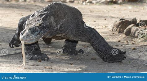 Komodo dragon hunting stock image. Image of closeup, hunting - 16723703