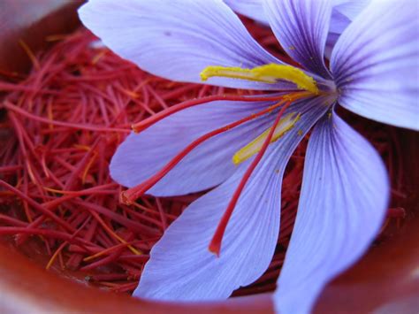 Шафран (crocus sativus)