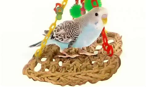 Best foraging toys for Budgies from Amazon to keep them happy