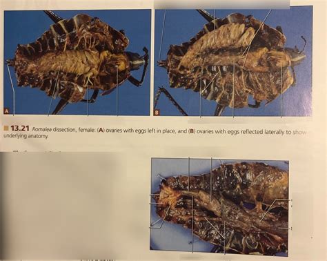 Grasshopper Internal Anatomy