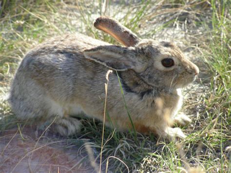 desert hare 3 by gurukitty on DeviantArt