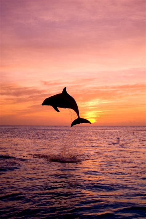 World Resources Archive: Dolphin Jumping in the Ocean Sea at Sunset 000001325388