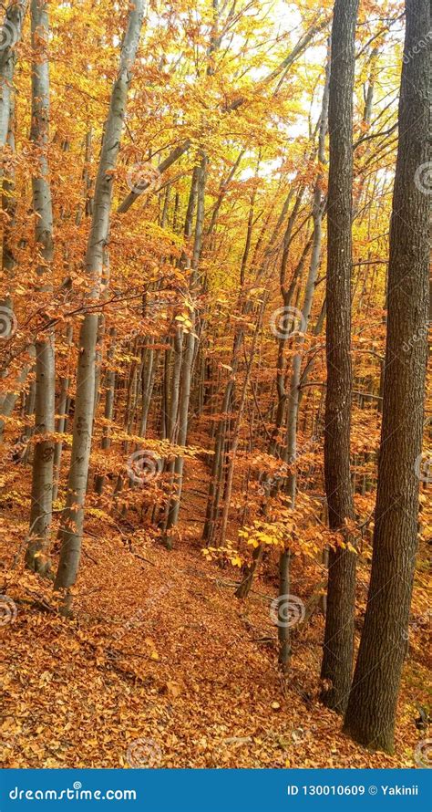 Autumn forest pathway stock image. Image of circle, colors - 130010609