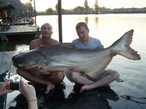 Mekong Catfish Fishing in Thailand