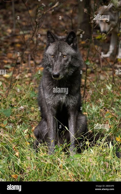 Beautiful Timber Wolf (also known as a Gray Wolf or Grey Wolf) sitting ...