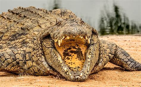 What Is The Ecological Role Of Crocodiles? - WorldAtlas