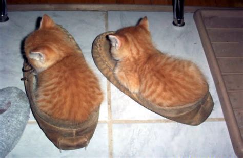 21 Photos Of Shoe-obsessed Cats That Will Make You Laugh | TheCatSite