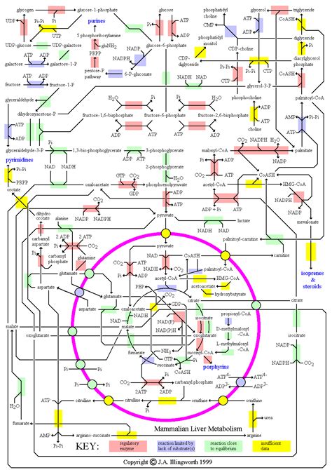 Metabolic Map | Biochemistry, Teaching biology, Biomedical science