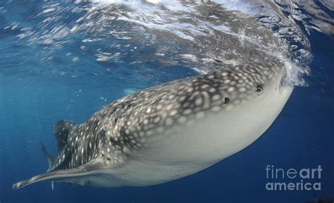 Whale Shark Feeding Under Fishing Photograph by Steve Jones - Pixels