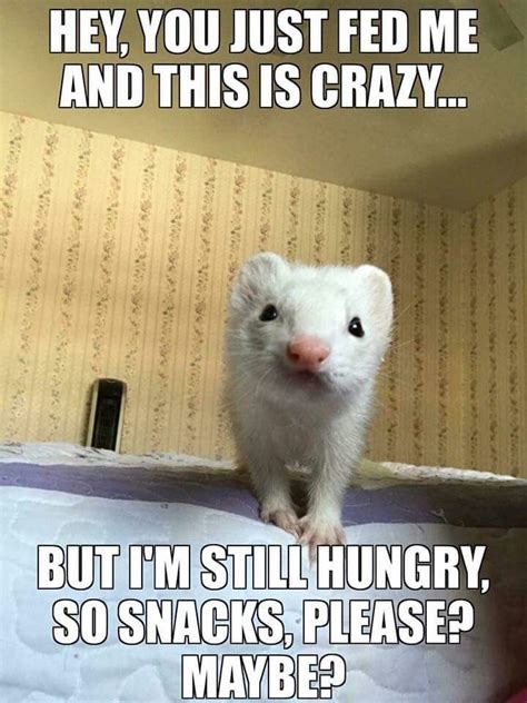 Pin by Tané Maire on Ferret Memes FTW | Cute ferrets, Funny ferrets ...