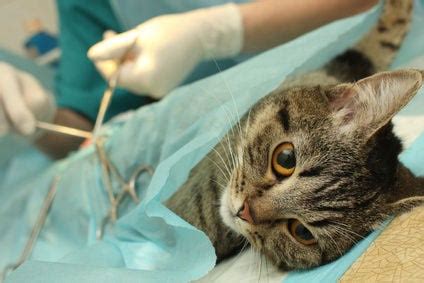 The Difference Between Spay & Neuter Implications For A Cat