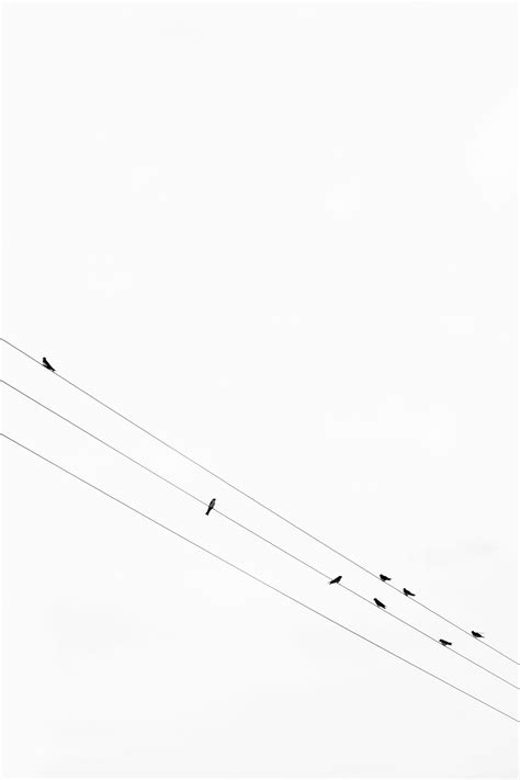 iskiii: birds | Minimalist photography, Black wallpaper, White aesthetic