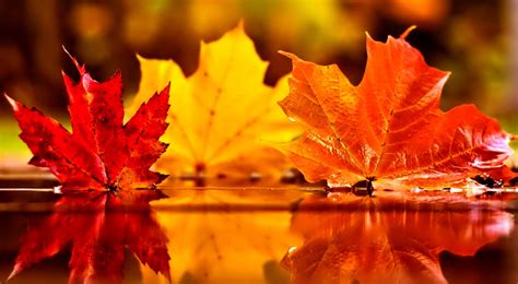 Free download 69 Autumn Leaf Wallpapers on WallpaperPlay [3840x2112 ...