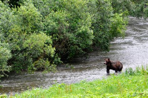 Bears in Hyder, Alaska 2015