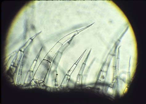 Trichomes