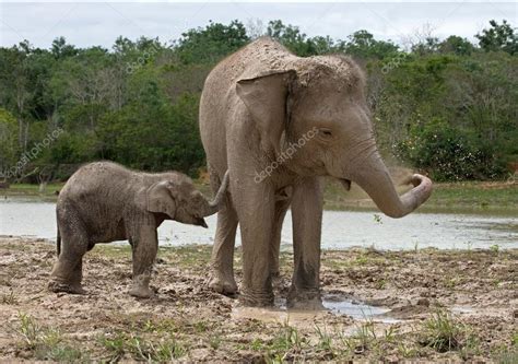 Cuddling elephant and baby elephant — Stock Photo © GUDKOVANDREY #91254308