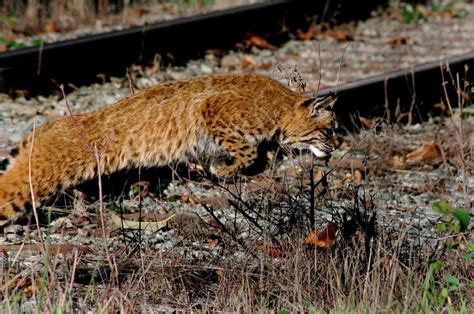 Bobcat hunting birds by saltydon - Pentax User