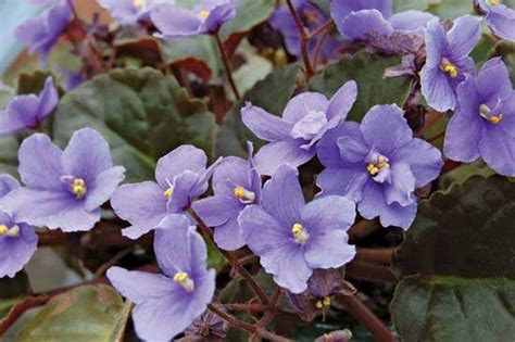 African violet | plant | Britannica.com