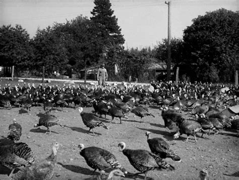 Langley turkey farm, Friday 11 October 1946 Source Photo by Don Coltman, City of Vancouver ...