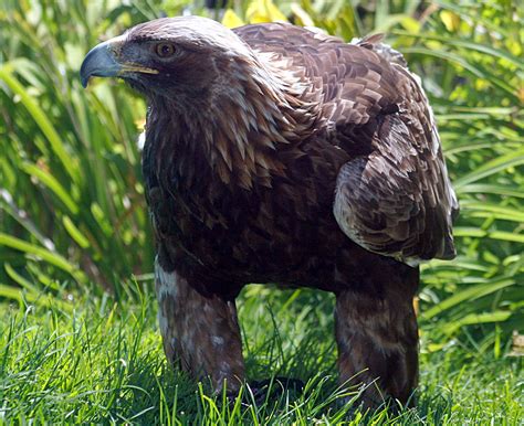 File:Golden eagle IMG 3700.JPG - Wikipedia, the free encyclopedia