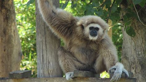 Winnipeg zoo welcomes back white-handed gibbons - Manitoba - CBC News