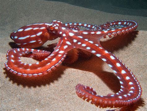 Hawaiian Cephalopods (Octopoda-Teuthoidea) | Ocean creatures, Octopus, Marine life