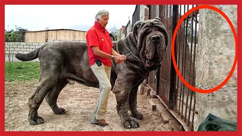 WORLD BIGGEST PET- Meet 'Hulk' The Giant DOGS 200 lb - YouTube